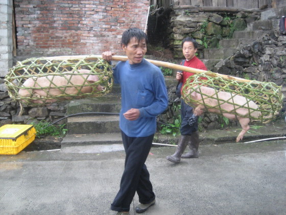 Guizhou Carrying pigs