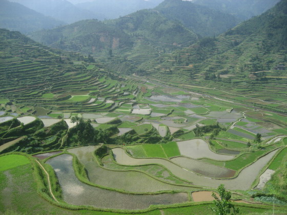 Guizhou Rice Terraces