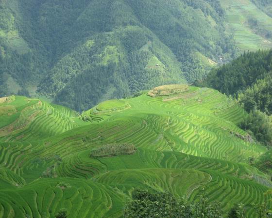 Green Rice Terraces