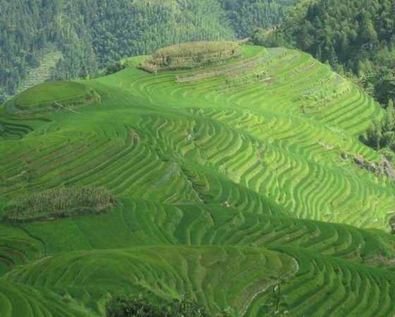 Rice Terraces